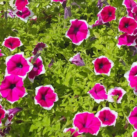 Doviros Отель 2*